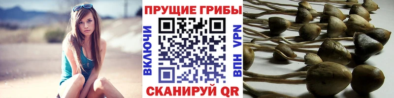 Галлюциногенные грибы Cubensis  darknet телеграм  blacksprut ССЫЛКА  Ядрин  купить закладку 